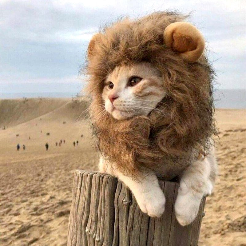 Cute Lion Mane Cat Wig Pet Small Dog Cats Costume Lion Mane Wig Cap Hat for Cat Dogs Fancy Costume Cosplay Toy Pet Supplies